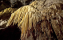 Природното богатство на Родопите